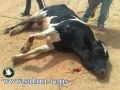 الخليل: ثور هائج هرب من سكين اللحام ... الى رصاص الشرطة!
