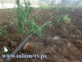 دورة تدريبية حول الزراعة العضوية
