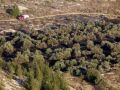 ال مستوطنون يحرقون 400 شجرة زيتون غرب بيت لحم