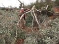 مستوطنون يقطعون عشرات أشجار الزيتون في قريوت