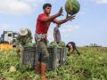غزة تنتج 40 الف طن من البطيخ