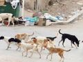 مصر ستُصدّر الكلاب الضالة الى كوريا