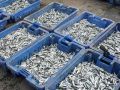 صحيفة عبرية: قرار إسرائيلي بحظر تصدير الأسماك من غزة إلى الضفة
