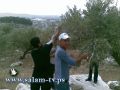 جمعية شباب فلسطين للتنمية تنظم يوم تطوعي لقطف الزيتون في إكتابا