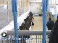 أسرى النقب يحذرون من انتشار الأفاعي السامة بين خيامهم