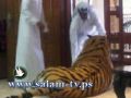 نمر هارب يثير الذعر فى شوارع العاصمة القطرية الدوحة