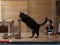 بالفيديو : قط يعلم طفل المشي!