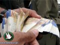 اليابان تسهم بـ 10 مليون دولار لـ خزينة السلطة