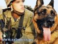 دولة الكلاب : 385 ألف كلب تعيش في إسرائيل !!