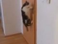 بالفيديو : قطه تفتح الابواب بطريقة احترافية