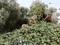 الخطر يتهدد موسم الزيتون في قرية الراس بطولكرم