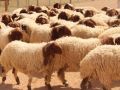 ارتفاع قياسي في أسعار الأضاحي بالخليل
