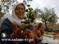 المستوطنين في الضفه بداو بقطف زيتون الفلسطينين