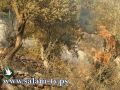 احتراق عشرات الدونمات قرب مخيم الفوار بسبب قنابل الغاز والصوت