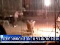 شاهد الفيديو : نمر يقتل مدربه أثناء عرض سيرك في المكسيك