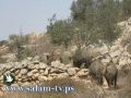 قطيع من خنازير المستوطنين يهاجم حقول سلفيت ويهدم جدران استنادية