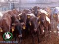اكتشاف حالات جديدة من الحمى القلاعية في رفح
