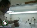 جامعة خضوري تجري أبحاث حول مرض "عين الطاووس"الذي يصيب أشجار الزيتون في فلسطين