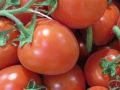 دراسة: الطماطم تساعد فى الوقاية من الإصابة بالسكتات الدماغية