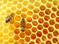 العسل الطبيعي يعزز طاقة الجسم ويقوي مناعته