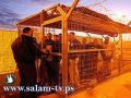 اعتقال فتاتين وطفل أثناء زيارتهم لذويهم في سجن ريمون