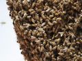 رجل أمريكي يموت بعد أن لدغته 40 ألف نحلة !