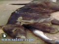 بقرة تلد عجلا برأسين في مصر!