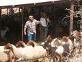 مستوطنون يسرقون 300 رأس غنم بعد هجوم على رعاة شمال شرق رام الله