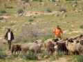 مستوطنون يرعون أغنام في أراضٍ مزروعة بالزيتون بقرية المغير