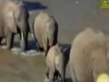 مشهد مؤثر لموت عائلة من الفيلة - شاهد الفيديو