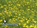 درجات الحرارة اعلى من معدلها السنوي العام