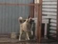 شاهد الفيديو : كلب يرقص بمهارة على انغام أغنية شهيرة