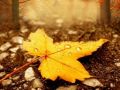 الطقس: تقلبات جوية وأجواء خريفية