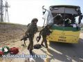 وفاة الطفل الاسرائيلي الذي اصيب خلال عملية قصف حافلة بالنقب