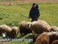 مستوطنون يعتدون بالضرب المبرح على راعي اغنام جنوب نابلس