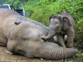 دموع فيل صغير يحاول يائساً إيقاظ أمه الميتة ـ شاهد الصور