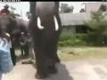 بالفيديو : فيل يسرق اي فون من فتاه .. ثم يعيده لها!!