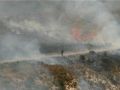المستوطنون يحرقون 300 شجرة زيتون غرب نابلس