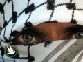 اسرائيل تدعي اعتقال خلية لـ كتائب القدس تأخذ توجيهاتها من الخليل
