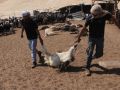 مستعمرون يسممون أغناما في المغير شرق رام الله