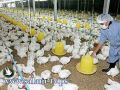 إتلاف 400 طير من الدجاج الحي غير صالح للاستهلاك البشري