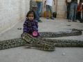 طفلة فلسطينية من رام الله تتنزه مع أفعى - شاهد الفيديو