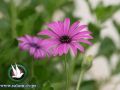درجات الحرارة حول معدلها السنوي العام