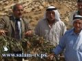 المستوطنون يزدادوا شراسة قبل أيام من موسم قطف الزيتون