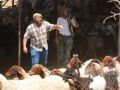 مستوطنون يُطلقون قطعانهم بالأغوار ويلاحقون الرعاة بالقدس في موجة اعتداءات جديدة