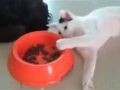 فيديو : قط وكلب يجسدان قصة “توم وجيري”