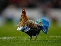شاهد الفيديو : دجاجه تقتحم الملعب في الدوري الانجليزي