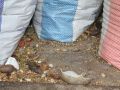 اتلاف مواد غذائية تحتوي على صراصير وفئران في محل وسط رام الله - شاهد الصور