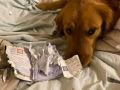 منعها من السفر للصين.. كلب يمزق جواز سفر صاحبته لإنقاذ حياتها