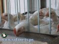 بعد إفتتاح أكثر من مسلخ..وداعاً لمعاطات الدواجن في مدينة طولكرم